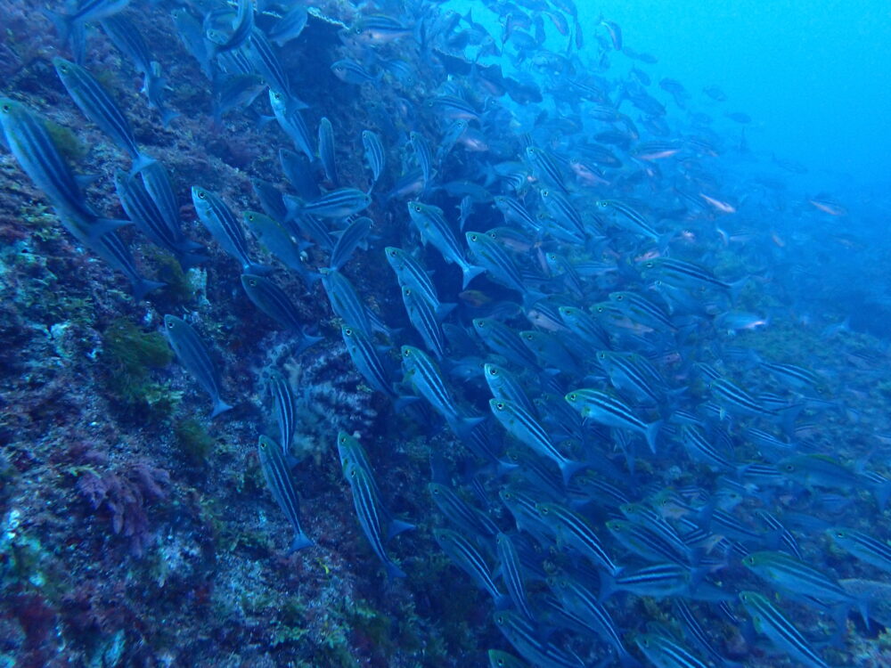 伊豆大島・王の浜で見たイサキの群れ