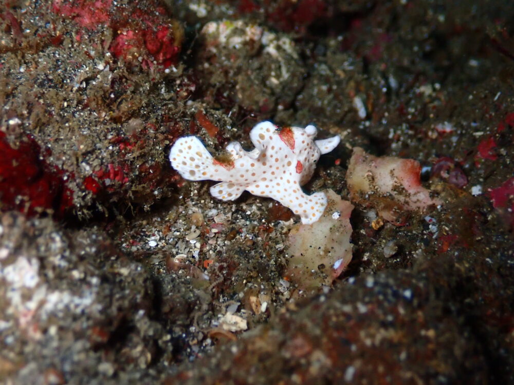 伊豆の島・秋の浜にいたイロカエルアンコウ(オレンジ水玉)
