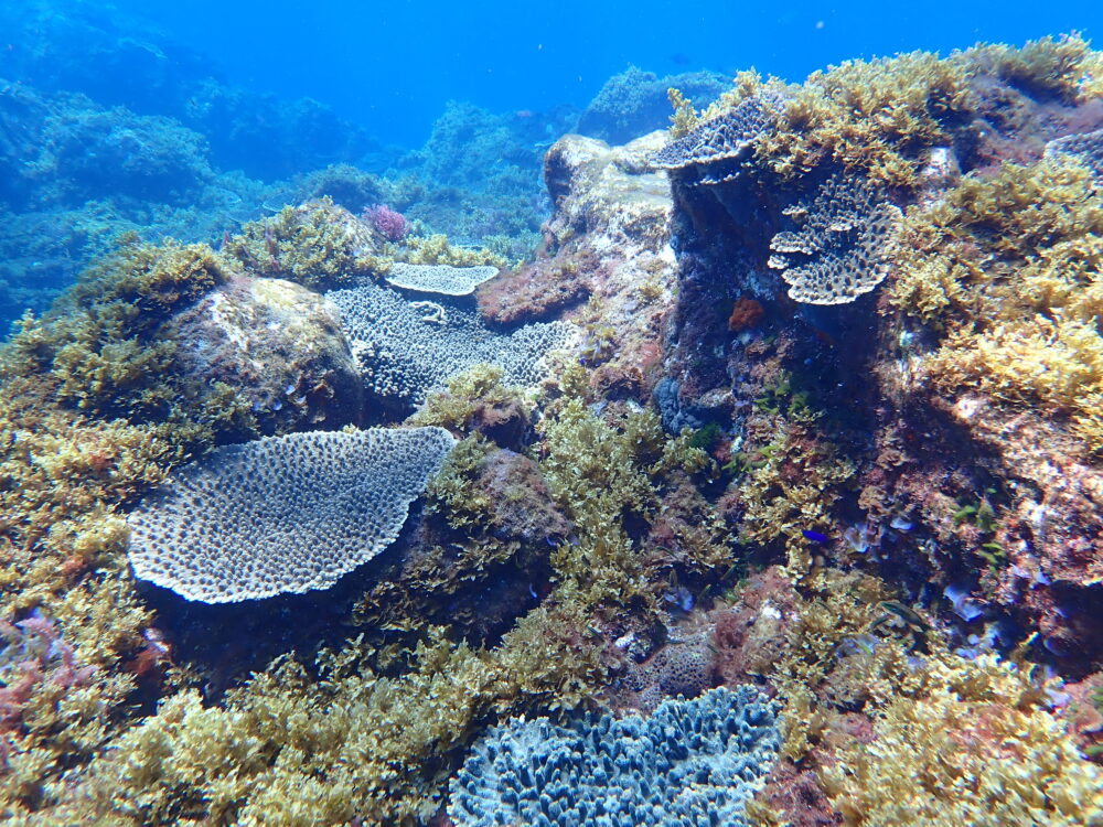 伊豆大島・王の浜の水中風景