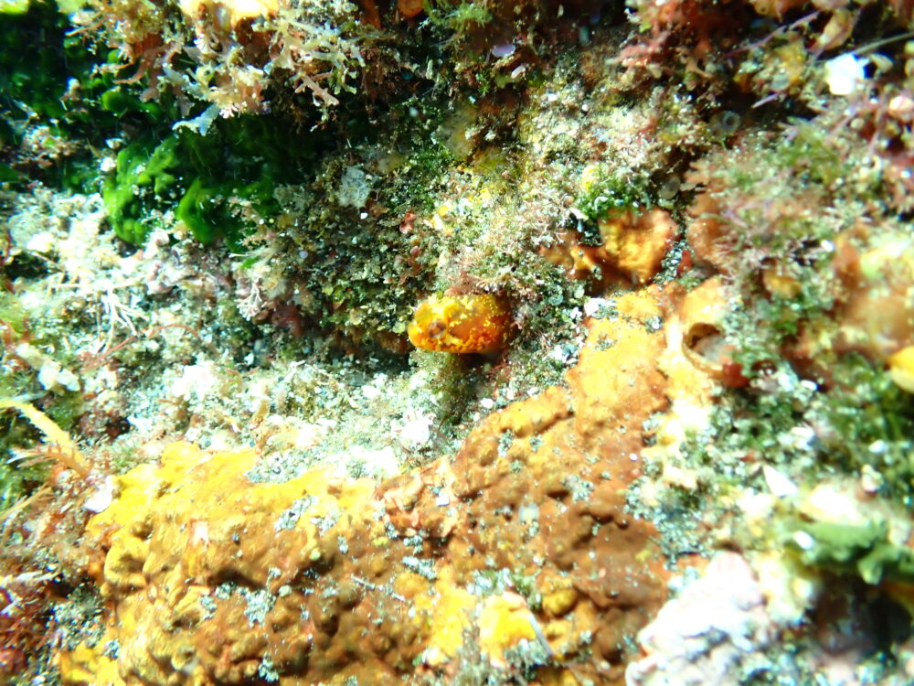 伊豆大島・秋の浜にいたトウシマコケギンポ