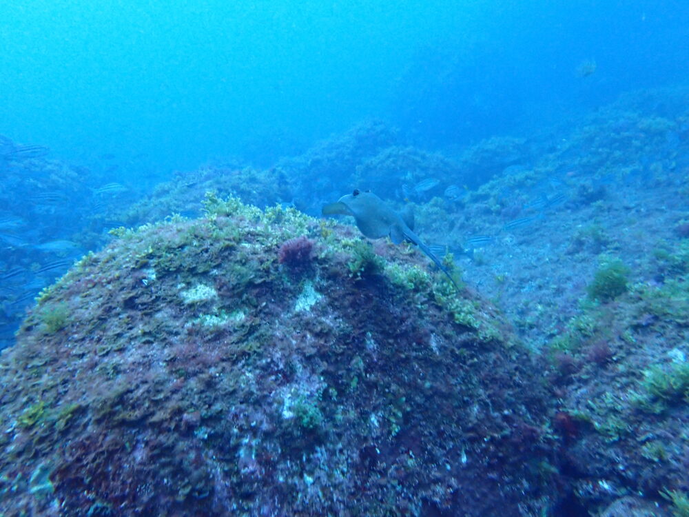 伊豆大島・王の浜で見たエイ